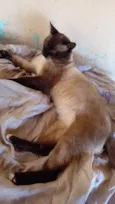 Valentin