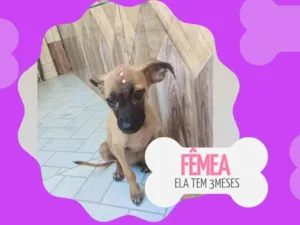 Gato raça SRD-ViraLata idade 2 a 6 meses nome Magrela 