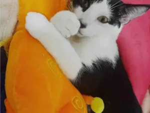 Gato raça Pcb idade 2 a 6 meses nome Tadeu