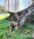 BELINHA