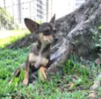 BELINHA