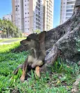 BELINHA