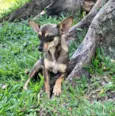 BELINHA