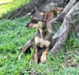 BELINHA