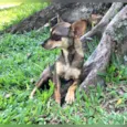 BELINHA