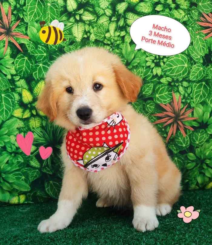 Cachorro ra a SRD-ViraLata idade 2 a 6 meses nome Peludinho