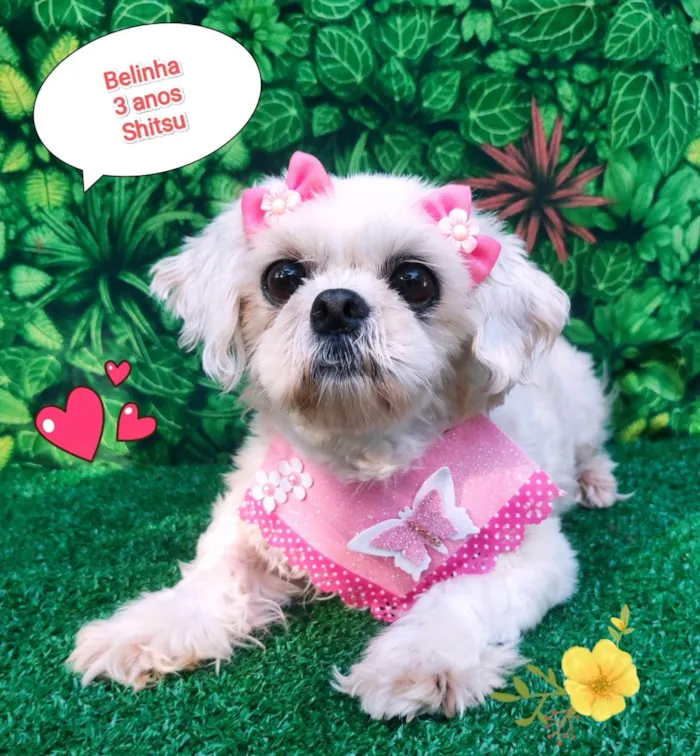 Cachorro ra a Shitzu idade 3 anos nome Belinha 