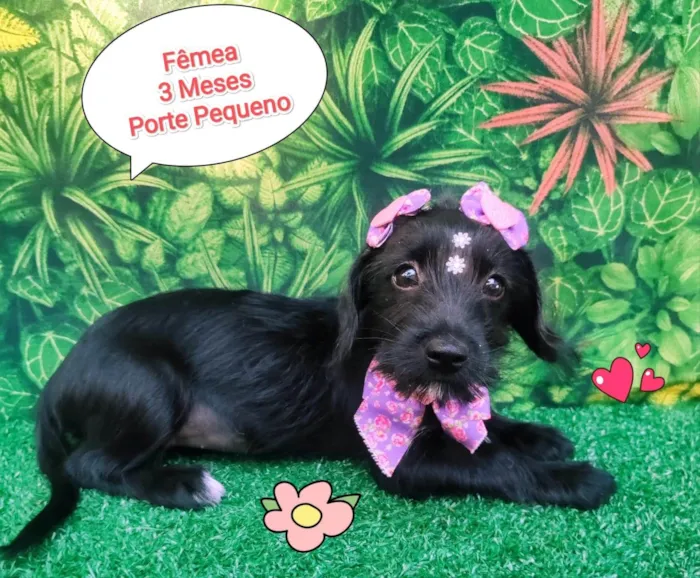 Cachorro ra a SRD-ViraLata idade 2 a 6 meses nome Larry 