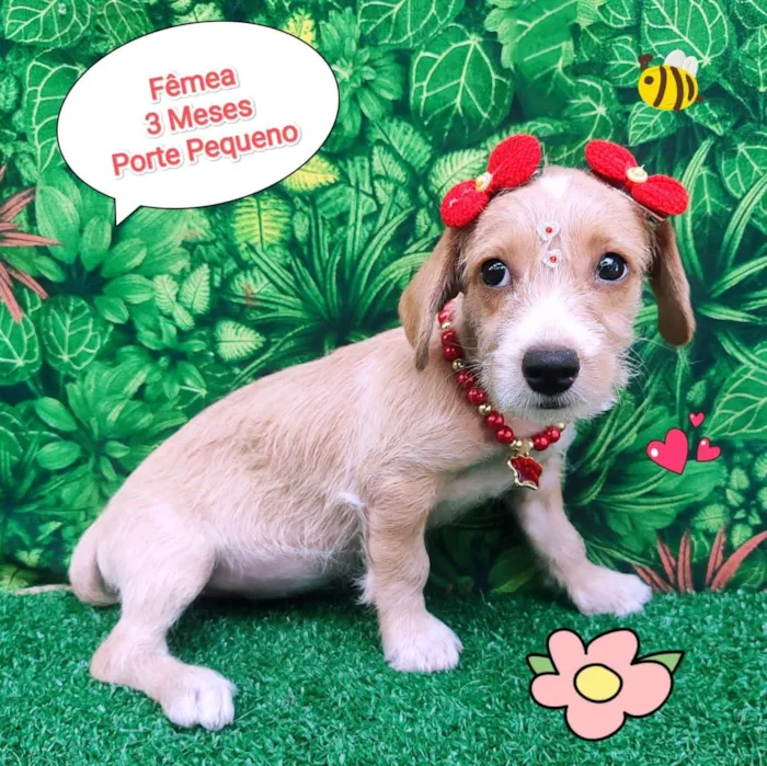Cachorro ra a SRD-ViraLata idade 2 a 6 meses nome Juju