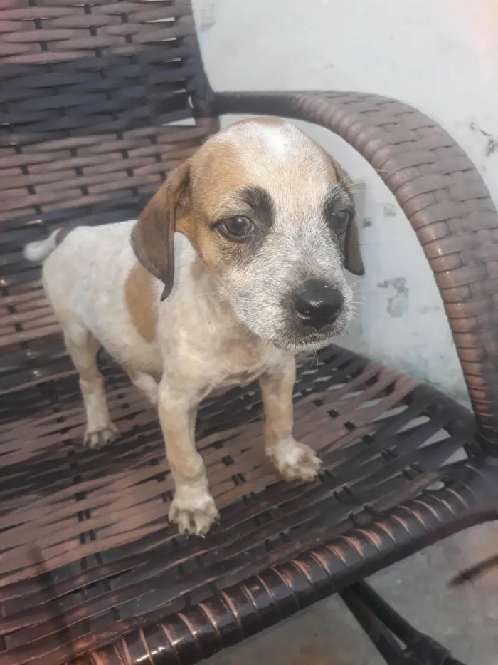 Cachorro ra a Mestiça de pedregueiro  idade 2 a 6 meses nome Cristal