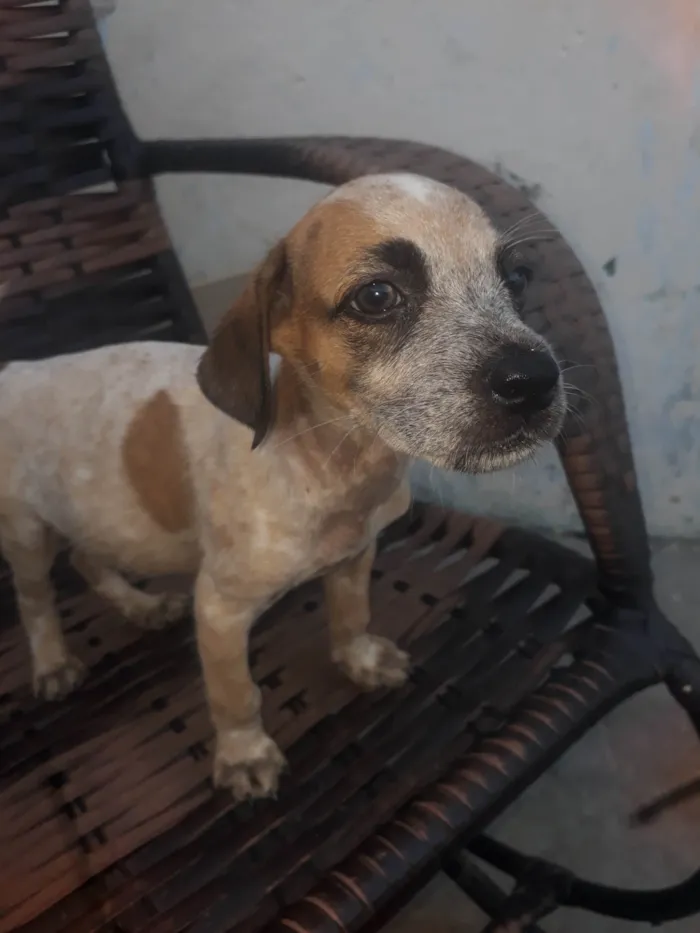 Cachorro ra a Mestiça de pedregueiro  idade 2 a 6 meses nome Cristal