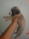 Lua e sol