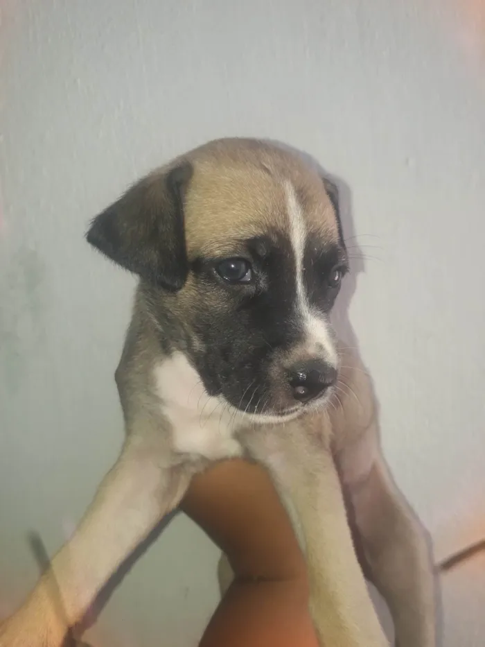 Cachorro ra a Mestiça pitbull  idade Abaixo de 2 meses nome Lua e sol