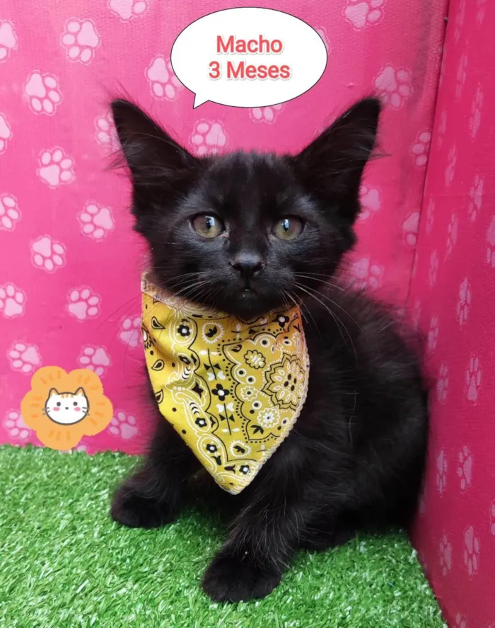 Gato ra a SRD-ViraLata idade 2 a 6 meses nome Pretinho 