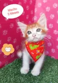 Mingau 