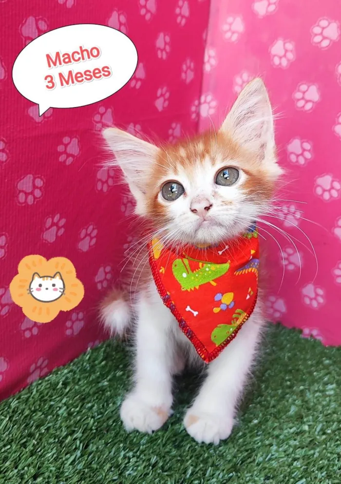 Gato ra a SRD-ViraLata idade 2 a 6 meses nome Mingau 