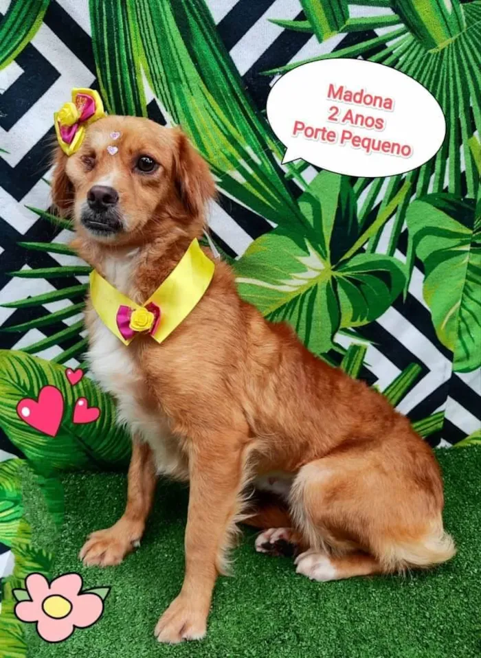 Cachorro ra a SRD-ViraLata idade 2 anos nome Madona