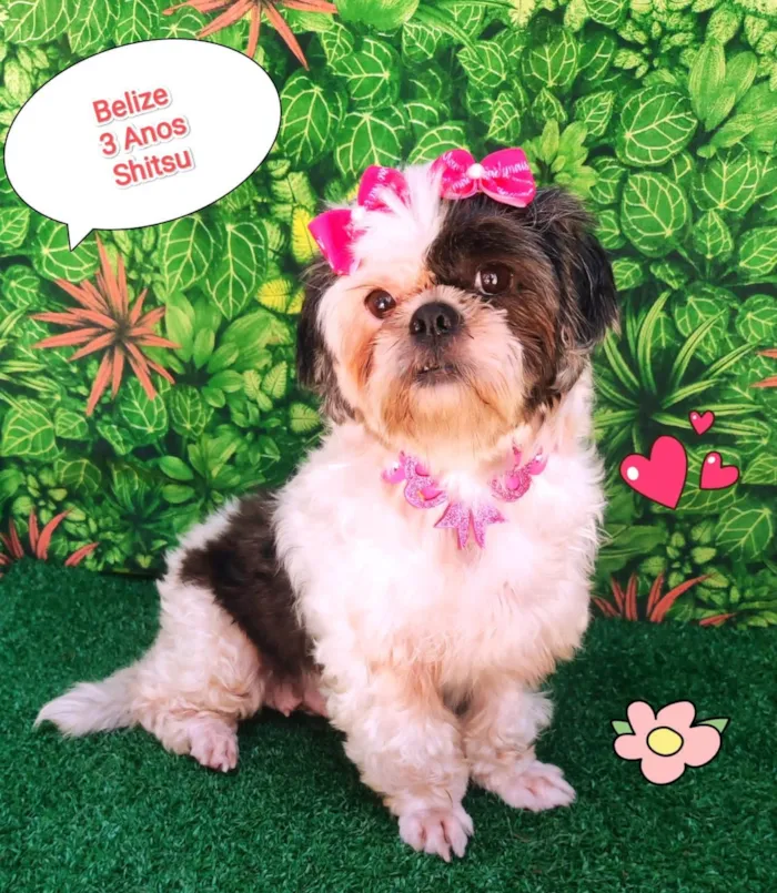 Cachorro ra a Shitzu idade 3 anos nome Belize