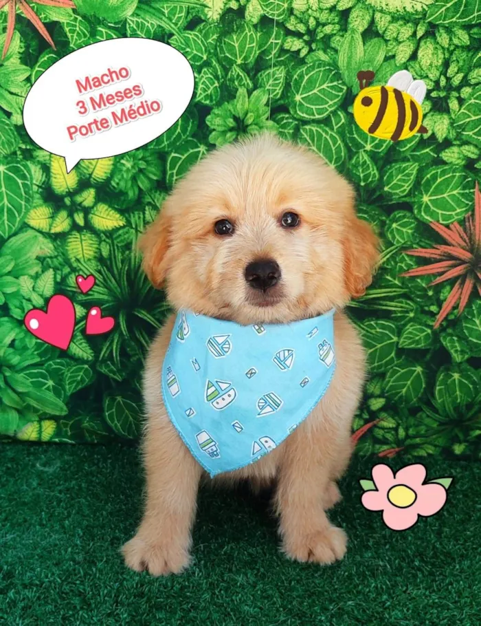 Cachorro ra a  idade 2 a 6 meses nome Max 