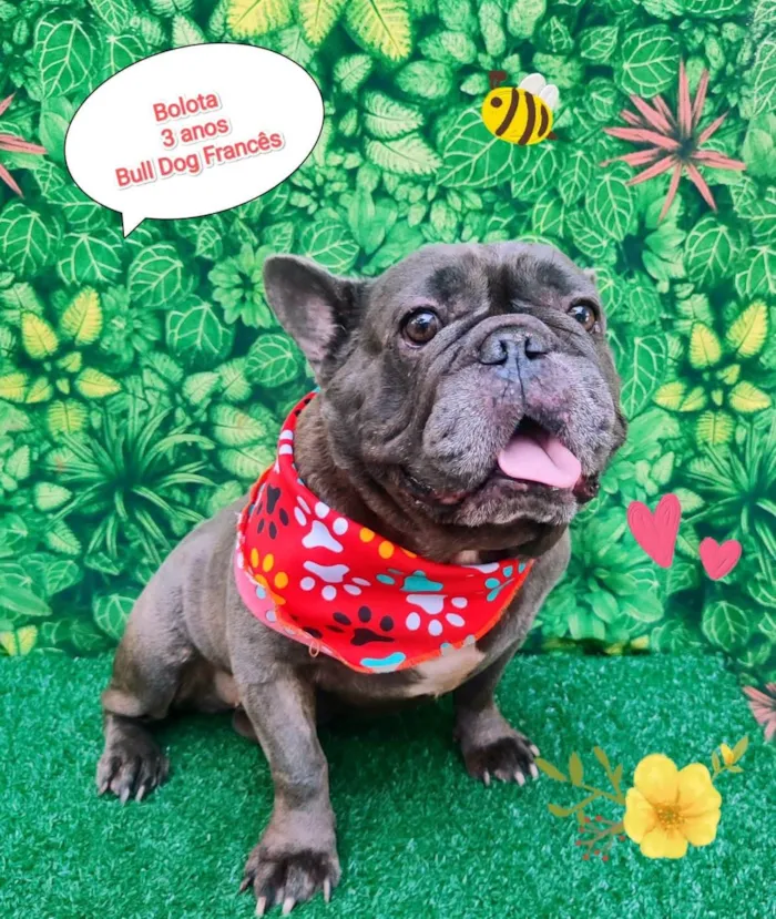 Cachorro ra a Bulldog francês  idade 3 anos nome Bolota