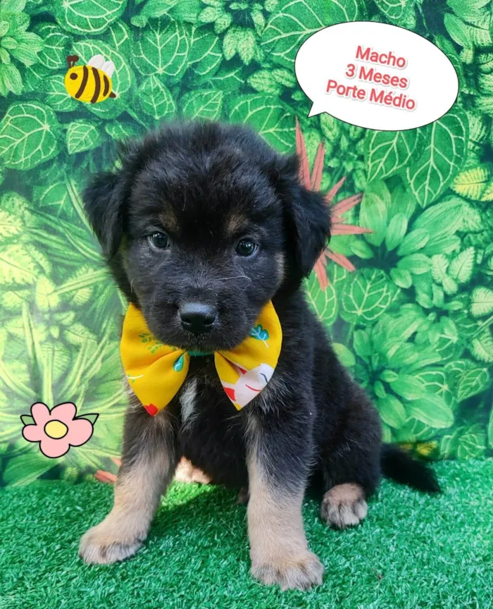 Cachorro ra a  idade 2 a 6 meses nome Rei 