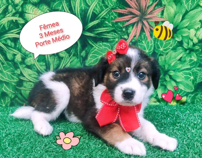 Cachorro ra a  idade 2 a 6 meses nome Rainha 