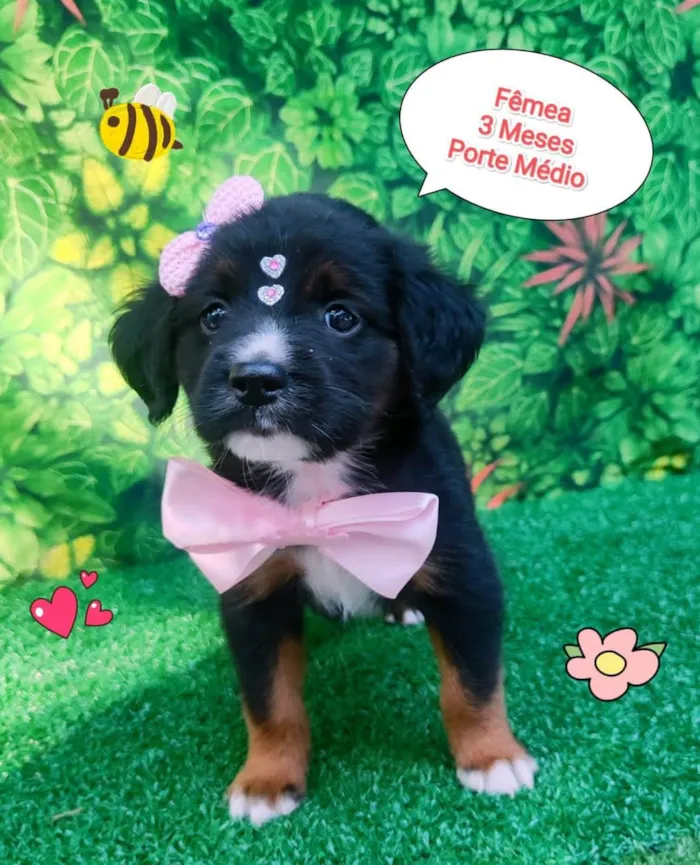 Cachorro ra a  idade 2 a 6 meses nome Pandora