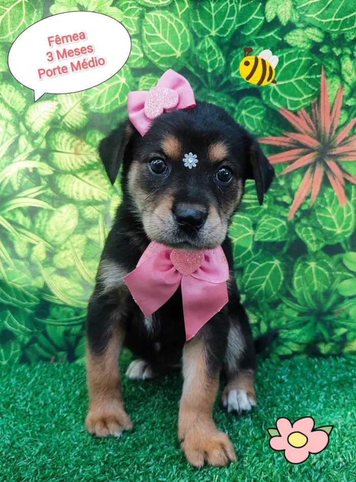 Cachorro ra a SRD-ViraLata idade 2 a 6 meses nome May
