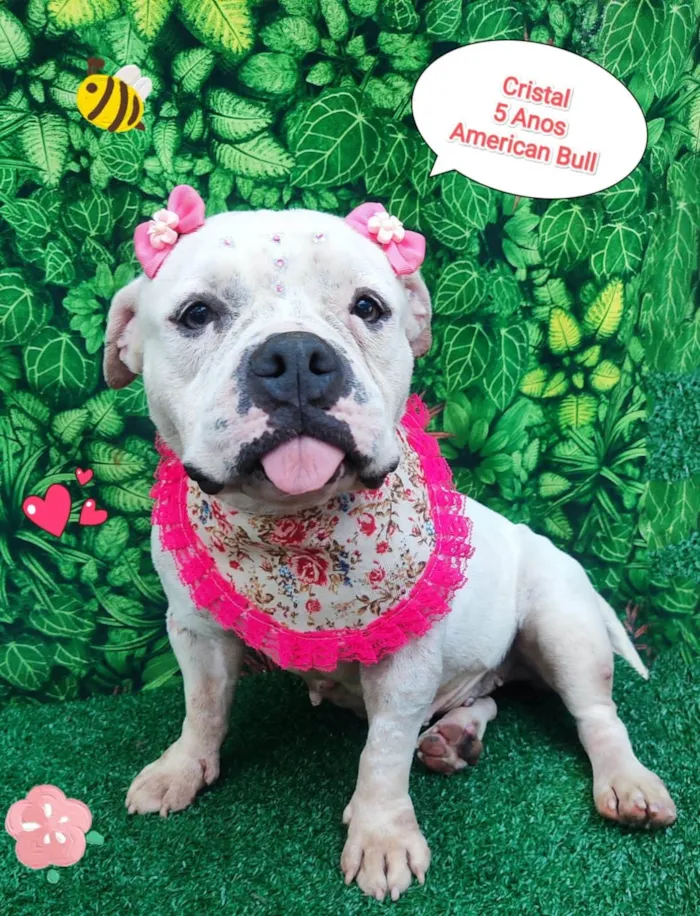 Cachorro ra a American bull idade 5 anos nome Cristal 