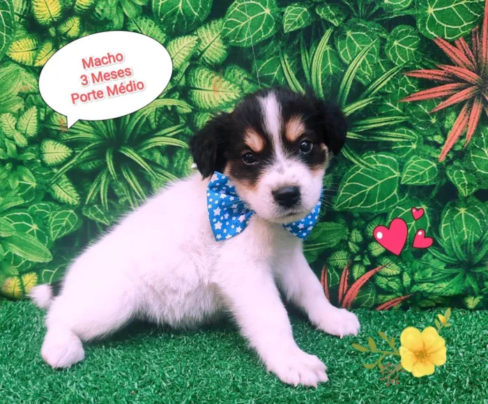 Cachorro ra a SRD-ViraLata idade 2 a 6 meses nome Louis 