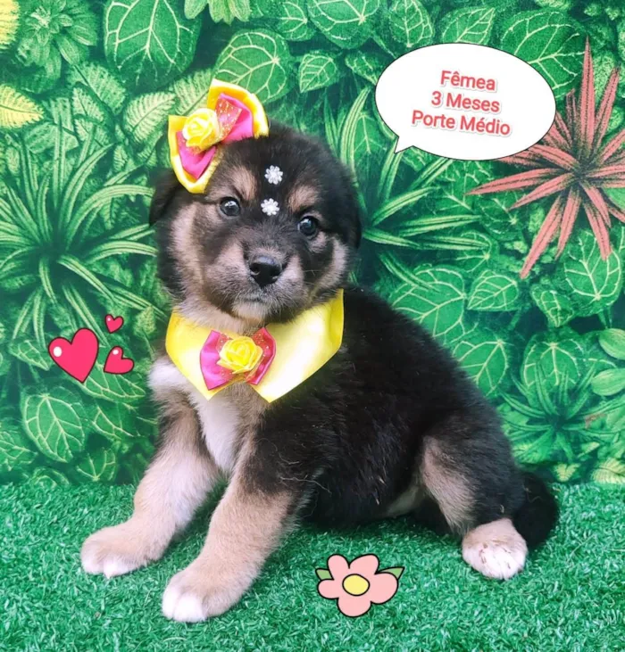 Cachorro ra a  idade 2 a 6 meses nome Pequenina