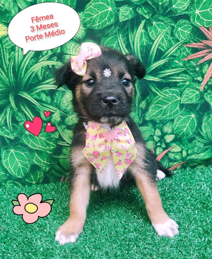Cachorro ra a SRD-ViraLata idade 2 a 6 meses nome Pérola 