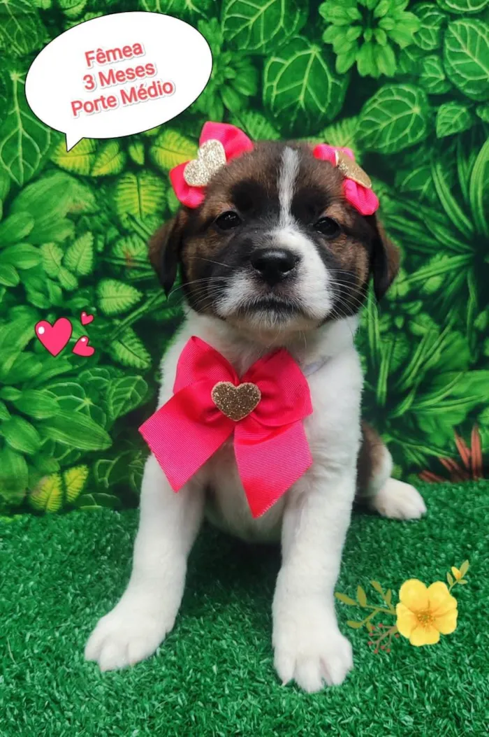 Cachorro ra a  idade 2 a 6 meses nome Cindy
