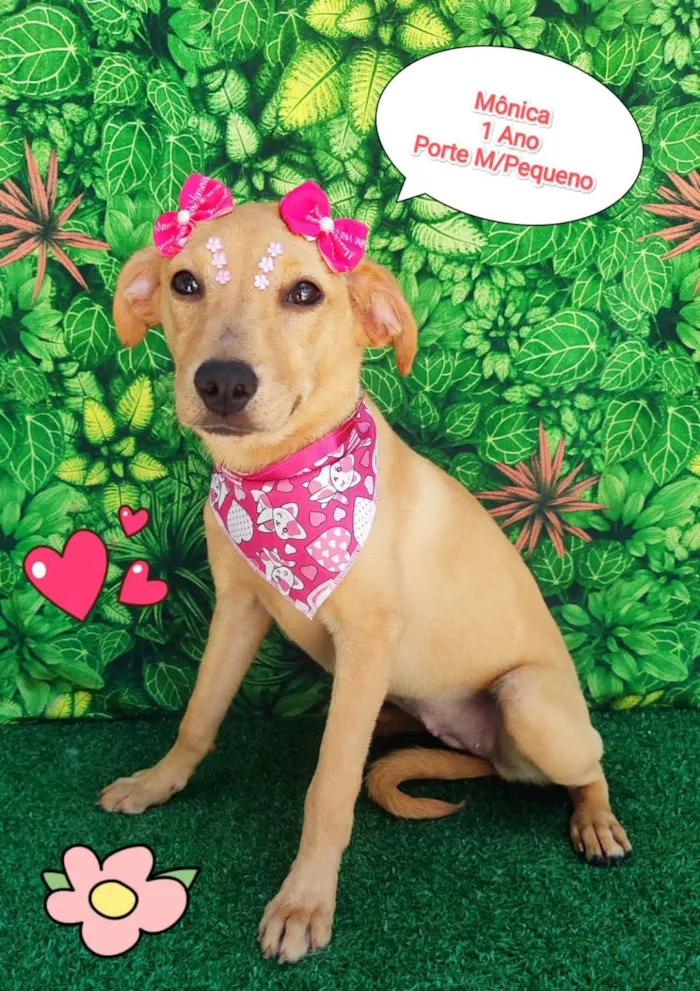 Cachorro ra a SRD-ViraLata idade 1 ano nome Mônica