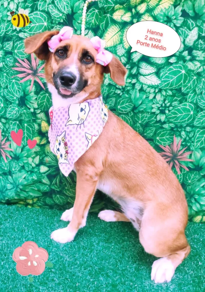 Cachorro ra a SRD-ViraLata idade 2 anos nome Hanna