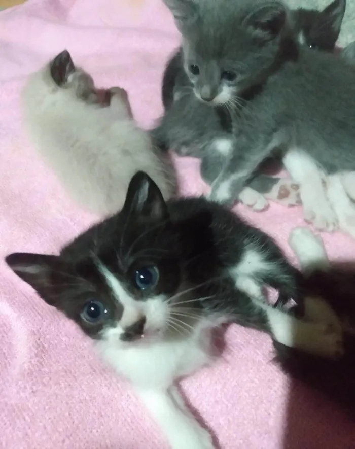 Gato ra a Variado  idade Abaixo de 2 meses nome Gatos