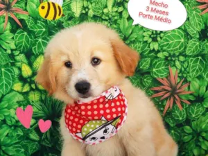 Cachorro raça SRD-ViraLata idade 2 a 6 meses nome Peludinho