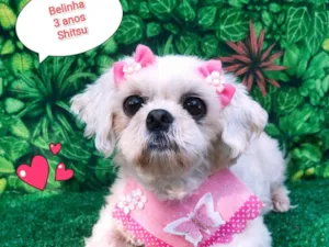 Cachorro raça Shitzu idade 3 anos nome Belinha 