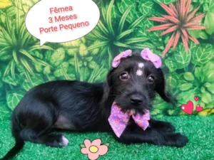 Cachorro raça SRD-ViraLata idade 2 a 6 meses nome Larry 