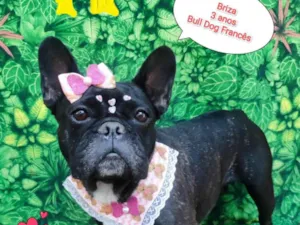 Cachorro raça Buldogue francês  idade 3 anos nome Briza