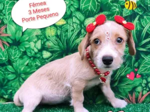 Cachorro raça SRD-ViraLata idade 2 a 6 meses nome Juju