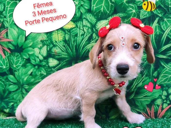 Cachorro ra a SRD-ViraLata idade 2 a 6 meses nome Juju