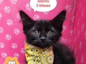 Gato raça SRD-ViraLata idade 2 a 6 meses nome Pretinho 