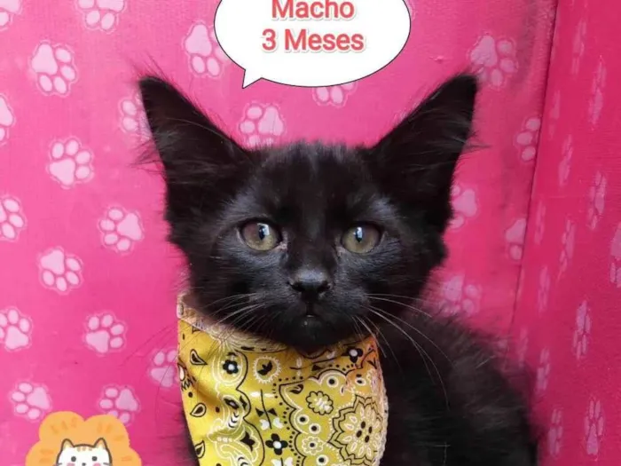 Gato ra a SRD-ViraLata idade 2 a 6 meses nome Pretinho 