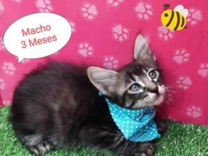 Gato raça SRD-ViraLata idade 2 a 6 meses nome Miúdo
