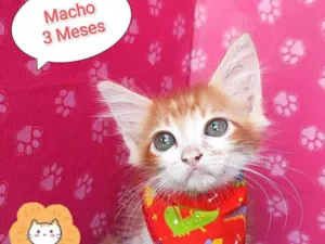 Gato raça SRD-ViraLata idade 2 a 6 meses nome Mingau 