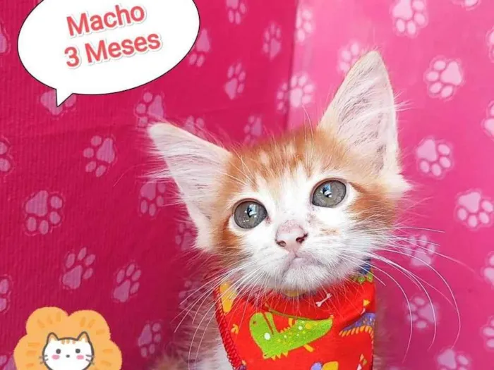 Gato ra a SRD-ViraLata idade 2 a 6 meses nome Mingau 