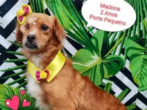 Cachorro raça SRD-ViraLata idade 2 anos nome Madona