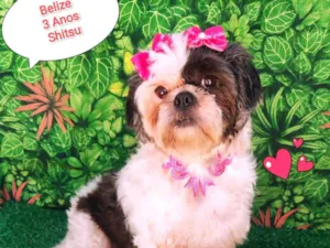 Cachorro raça Shitzu idade 3 anos nome Belize