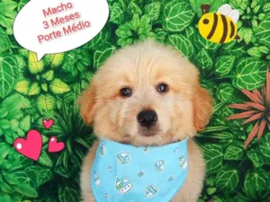 Cachorro raça  idade 2 a 6 meses nome Max 